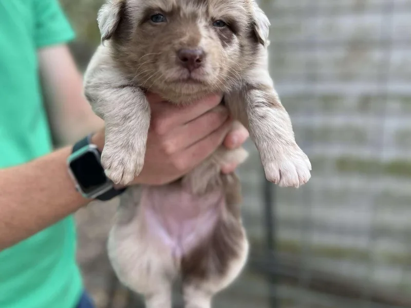 Central Florida Australian Shepherds