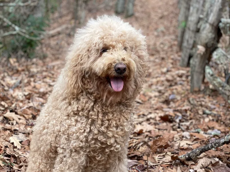 Central Florida Bernedoodles