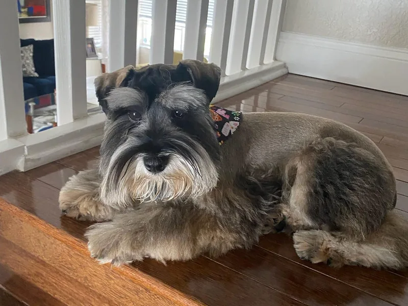 Central Florida Schnauzers