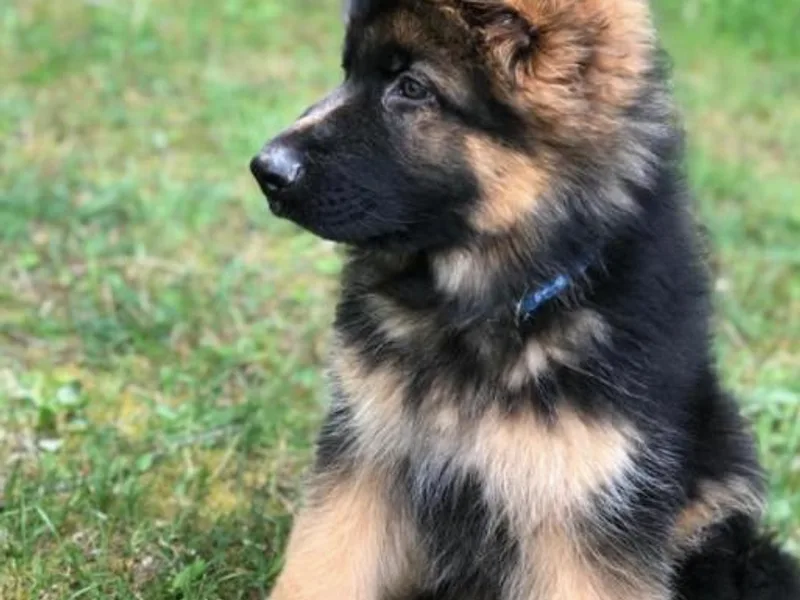 Central Florida Shepherds