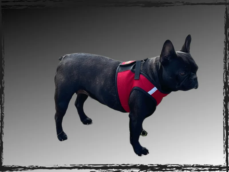 Central Frenchie Haven