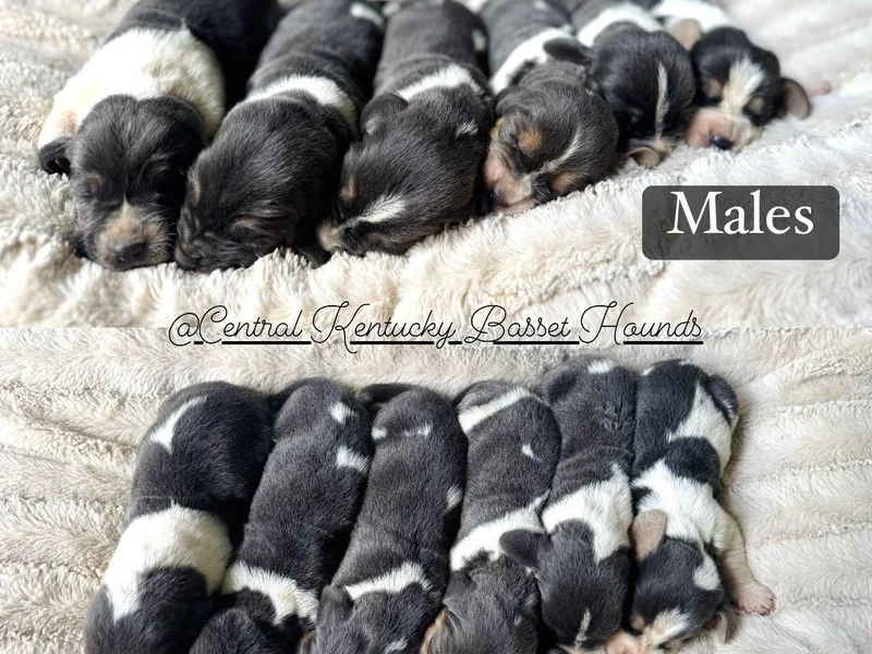 Central Kentucky Basset Hounds