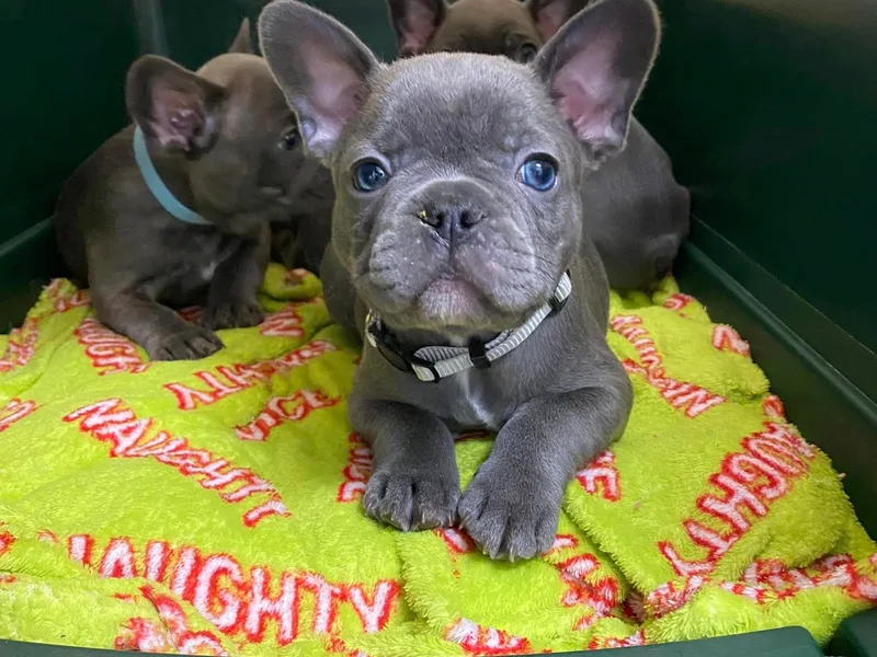 Central Kentucky Blue Bell French Bulldogs