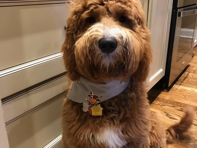 Central Kentucky Goldendoodles