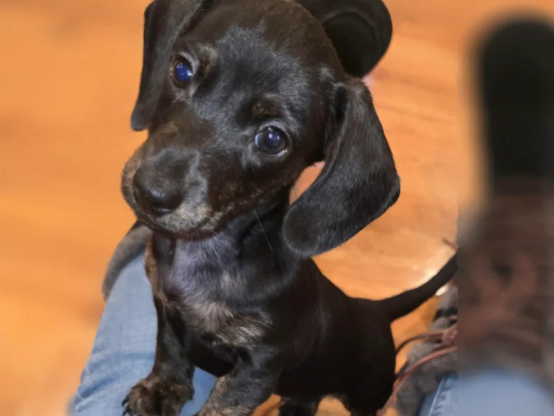 Central Mass Dachshunds