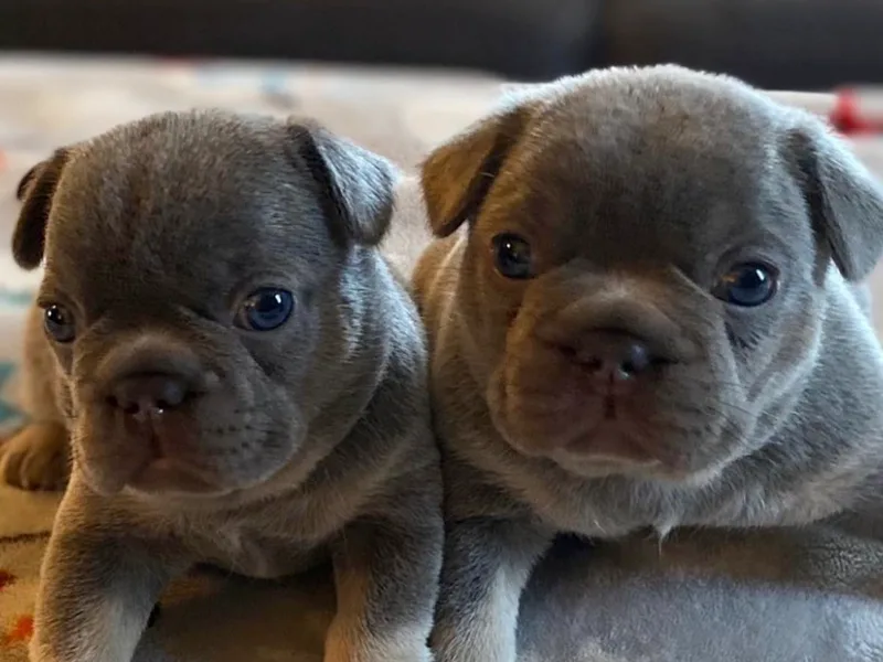 Central Ohio Frenchies