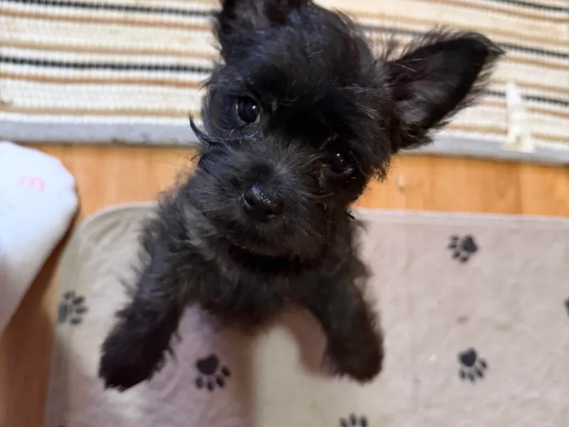 Central Oregon Cairn Terriers