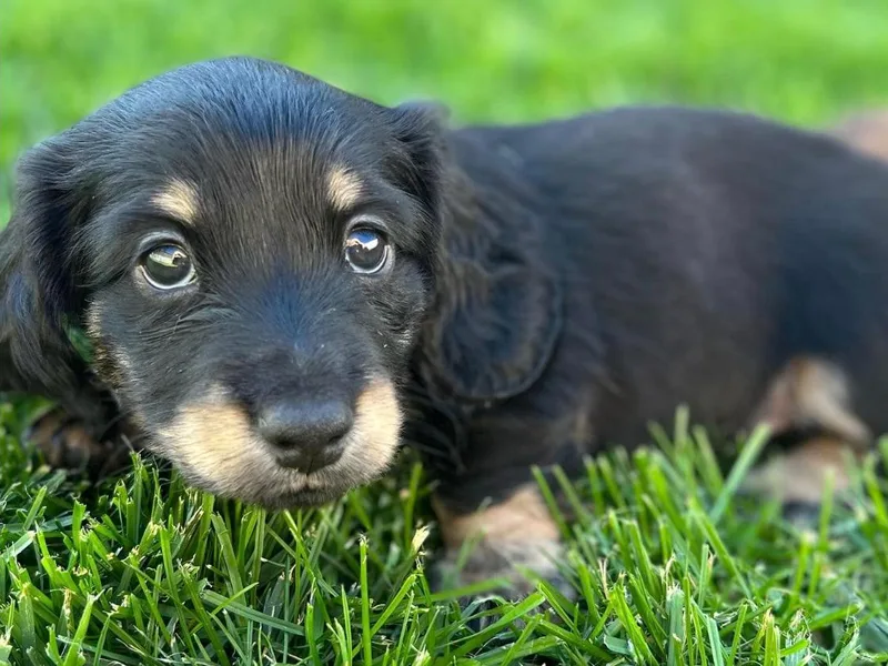 Central Oregon weenies