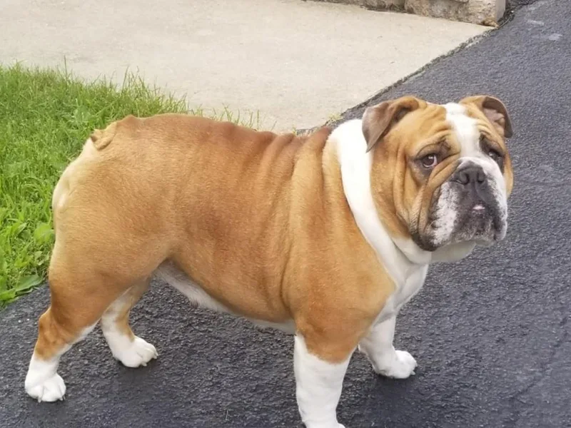 Central PA WiggleButts Bulldogs