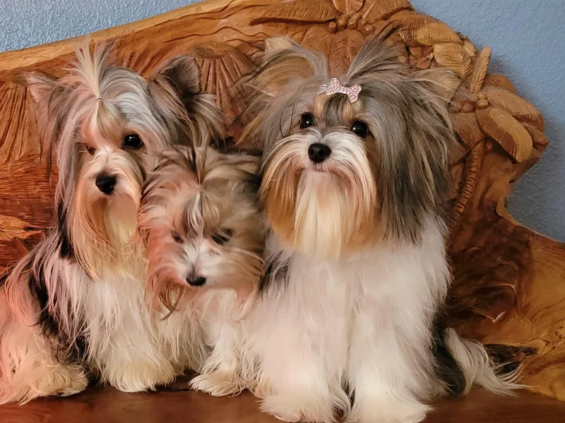 Central Texas Biewer Terriers photo 1