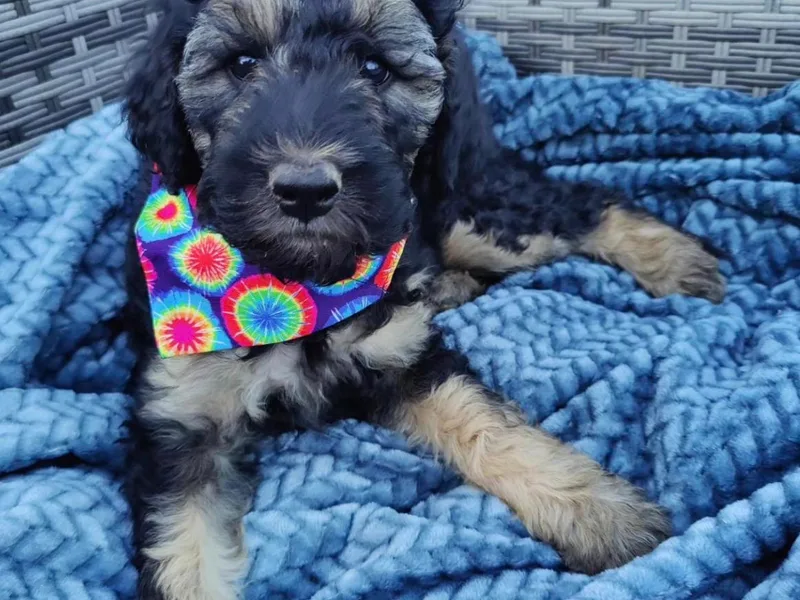 Central Valley Cadoodles