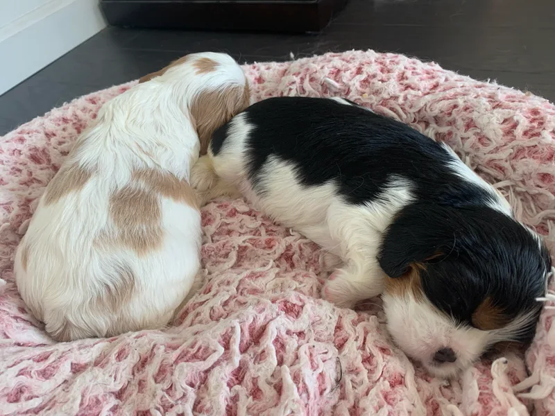 Central Valley Cavaliers