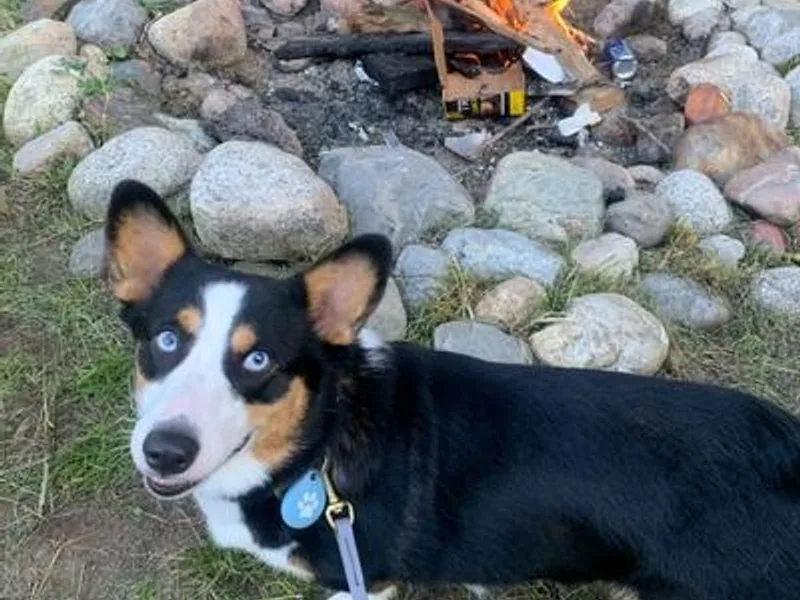 Central Valley kennel