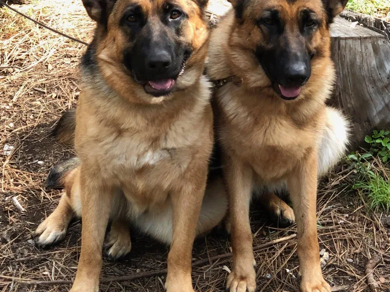 Central Valley Kennels