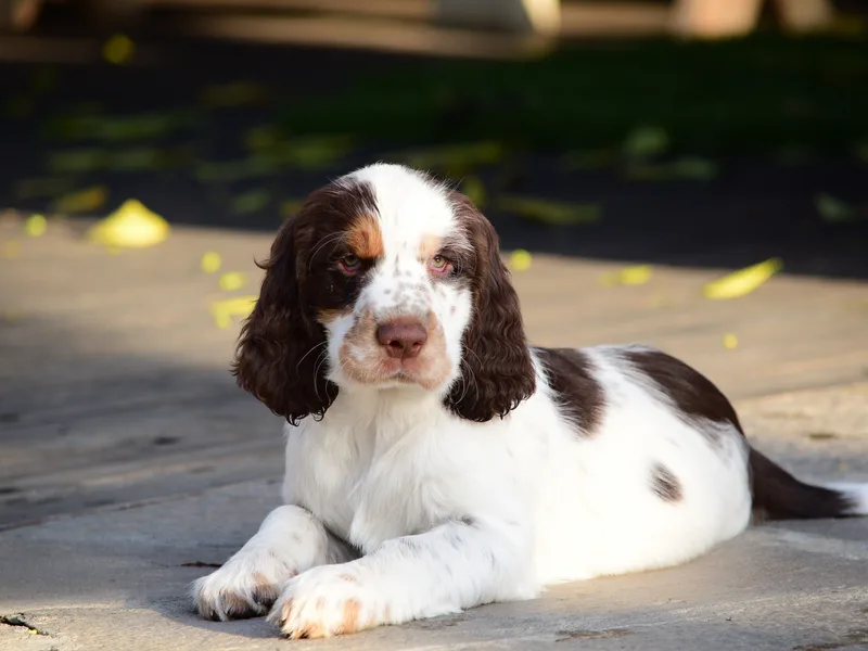 Central Valley Springer Spaniels.com