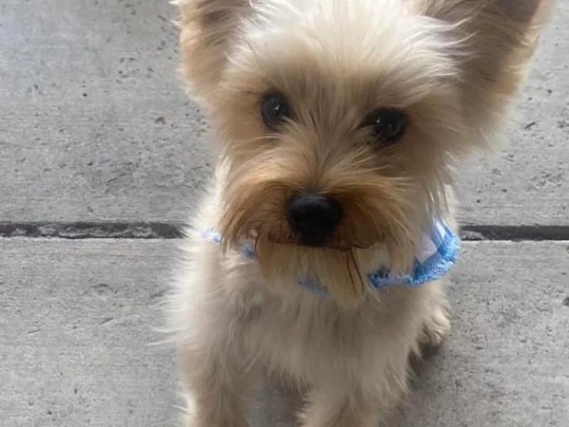 Central Valley Yorkies
