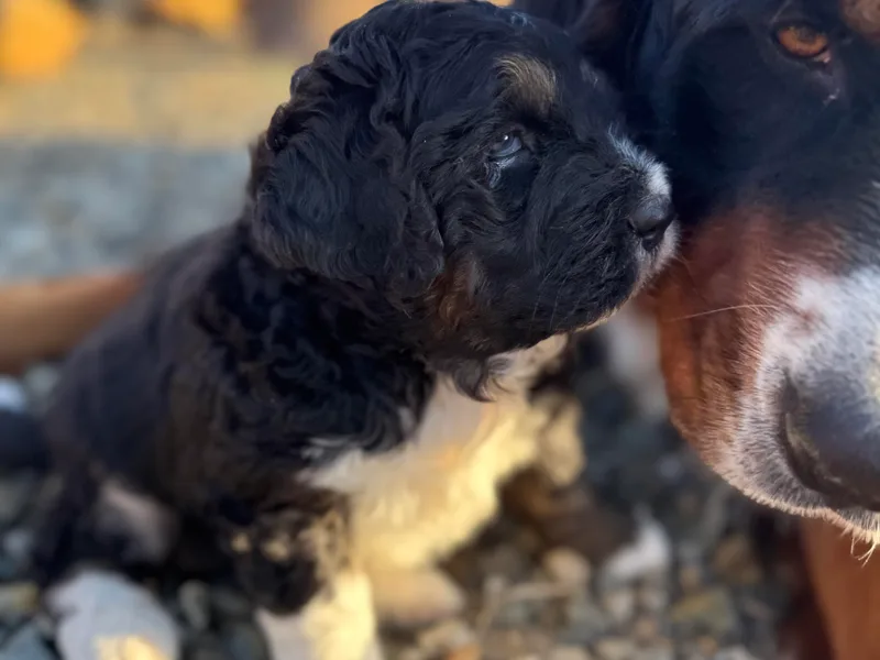 Central Washington Doodles