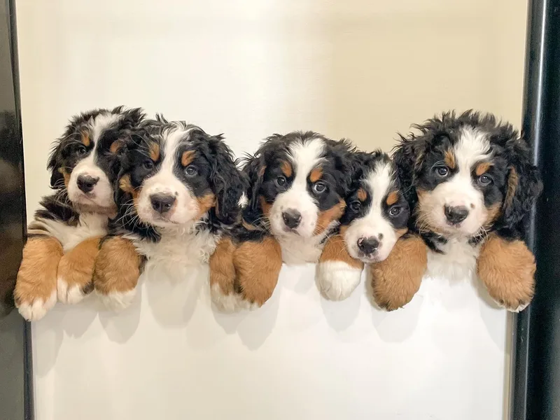 Central Wisconsin Bernedoodles