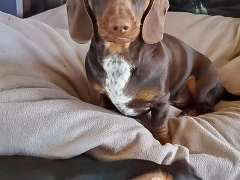 Central WV Dachshunds