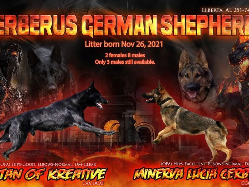 Cerberus German Shepherds
