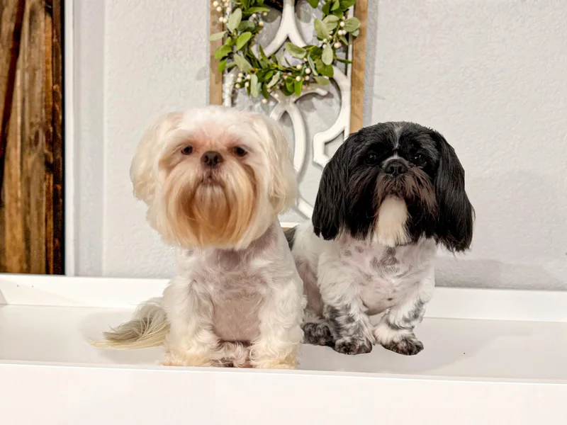 Cerda’s Precious Paws