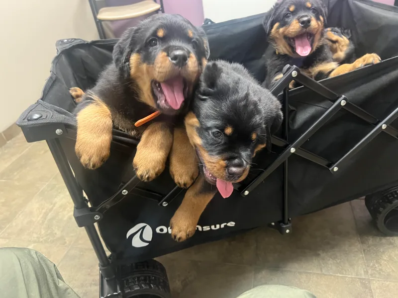 CG Rottweilers
