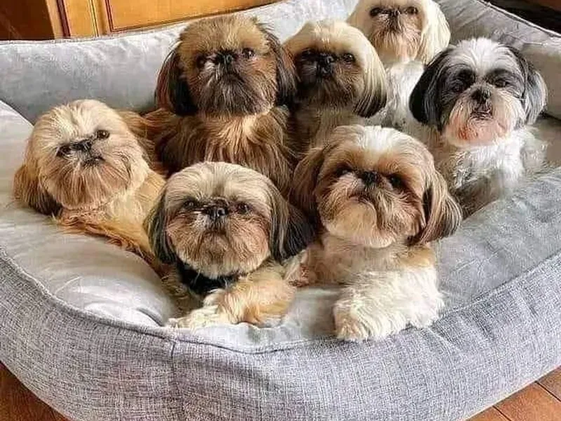 Chèr Bébé ShihTzus