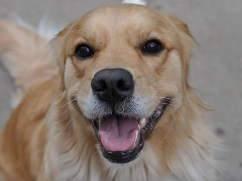 Chablisse Golden Retrievers