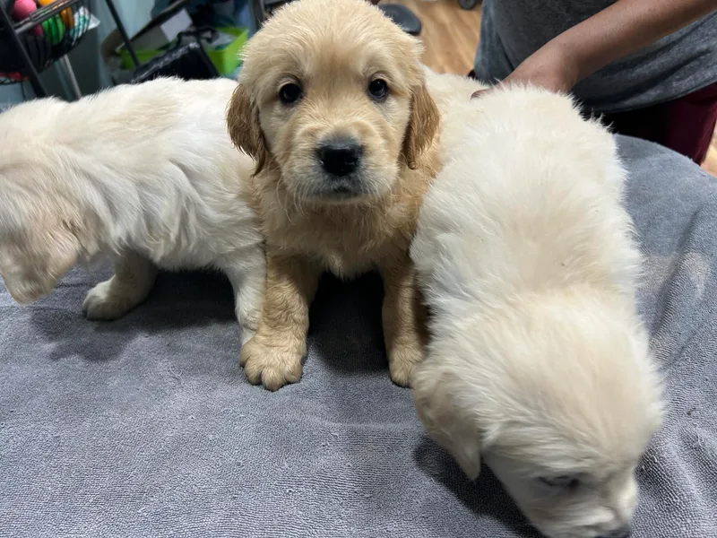 Chadwicks Golden Retrievers