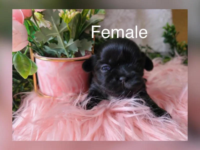 🩷CHAFFINO ADORABLE SHIH TZUS photo 1