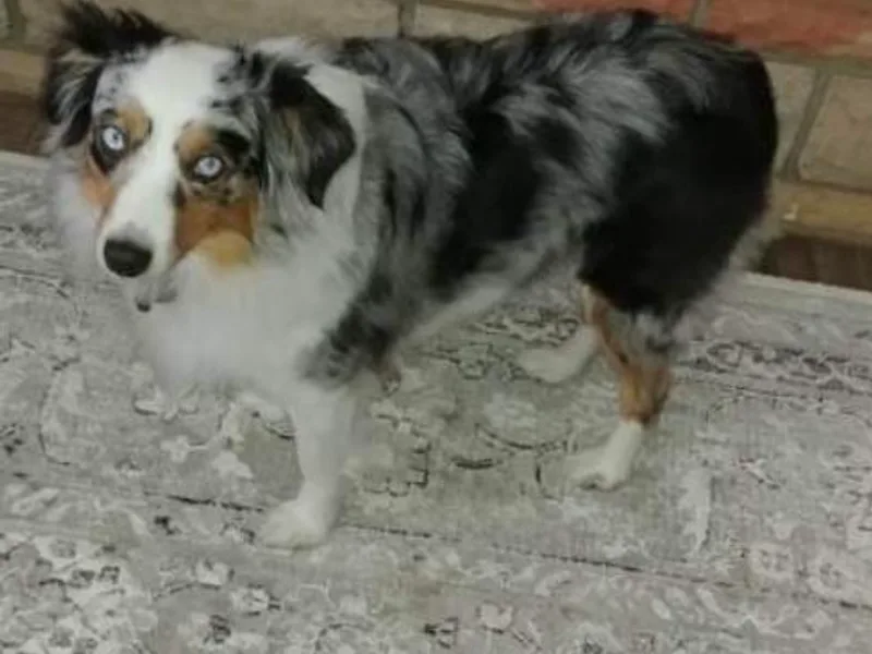Chagrin Mini Aussies photo 1