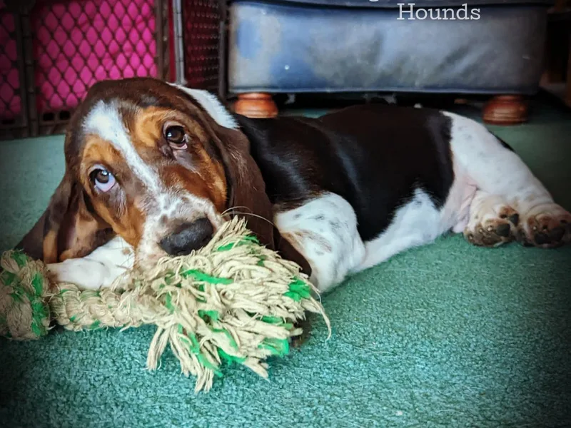 Chagrin River Basset Hounds of NE Ohio