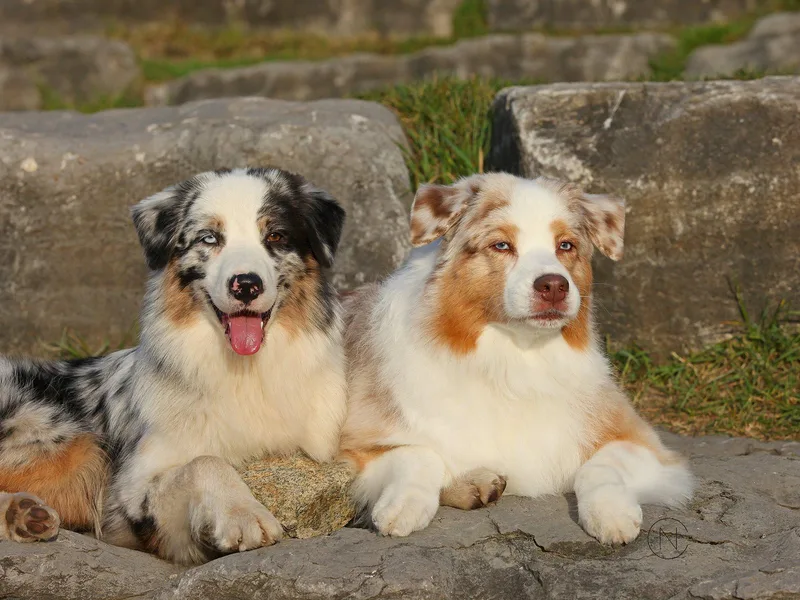 ChaHar's Australian Shepherds