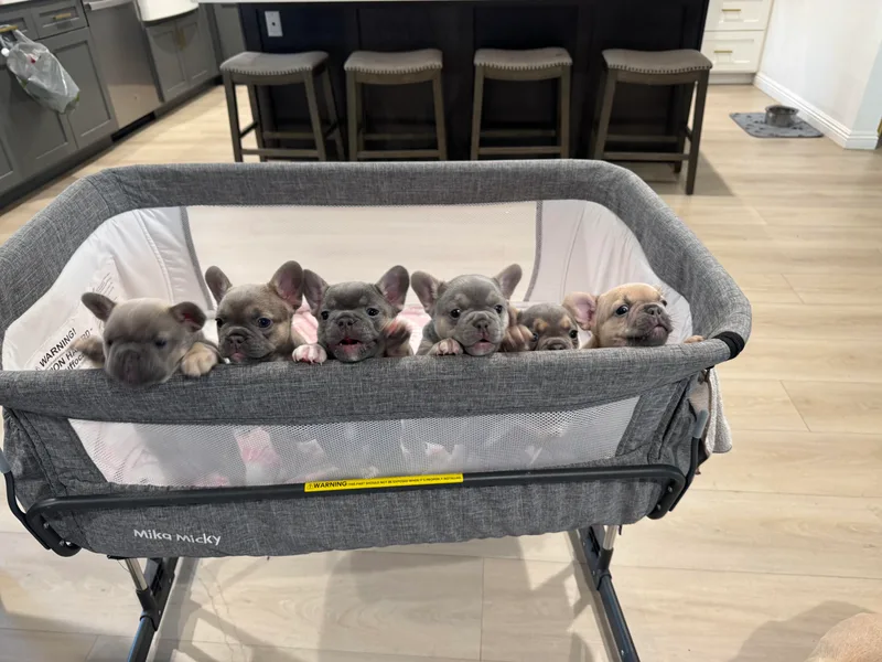 Chai Society Frenchies