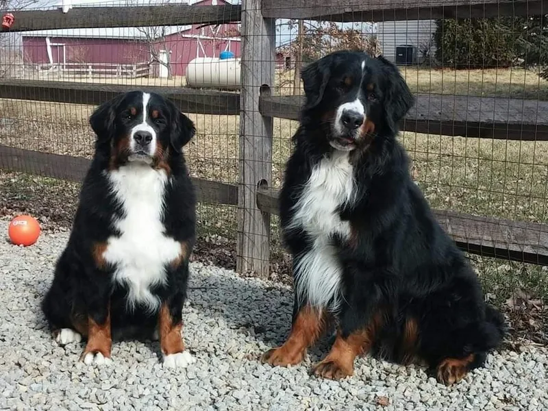 Chalet Bernese