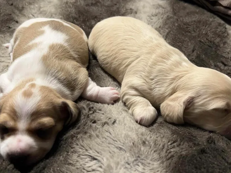 Chamberlains Doxie