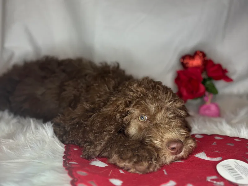 Chambers Doodle Patch