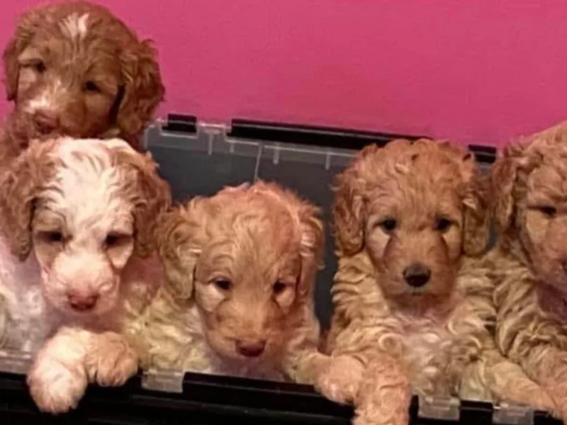Champ Brand Kennels photo 1