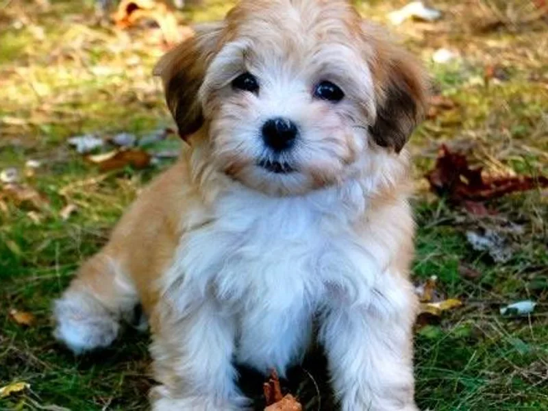 Champaña Havanese photo 1