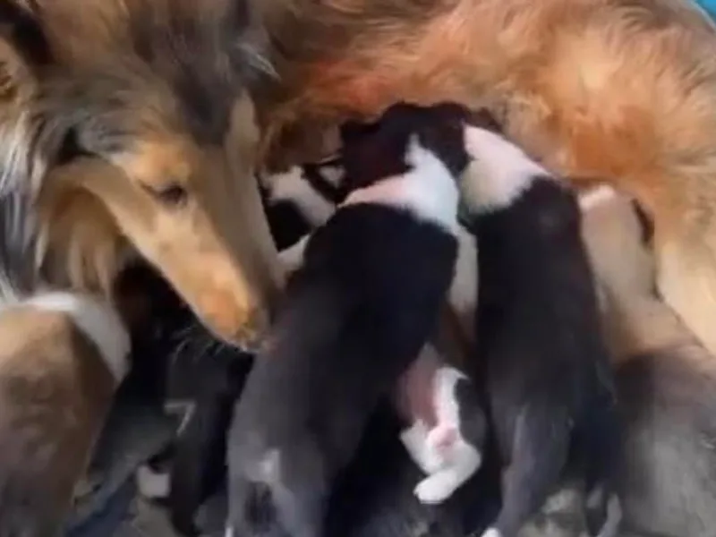 Champagne Meadow Farm