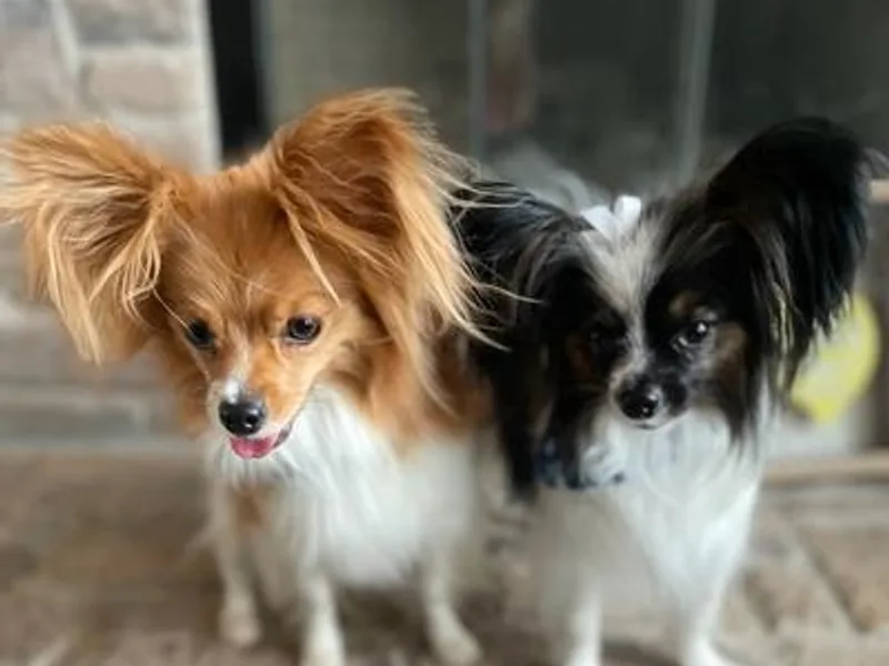 Champagne Posh Papillons