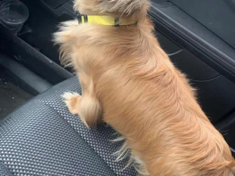 Champagne’s Grinch Toe’d Dachshunds