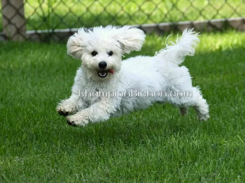 Champion Bichon photo 1