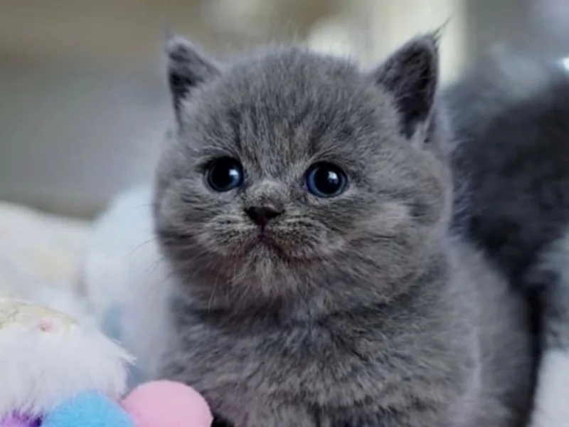 Champion British Shorthairs photo 1