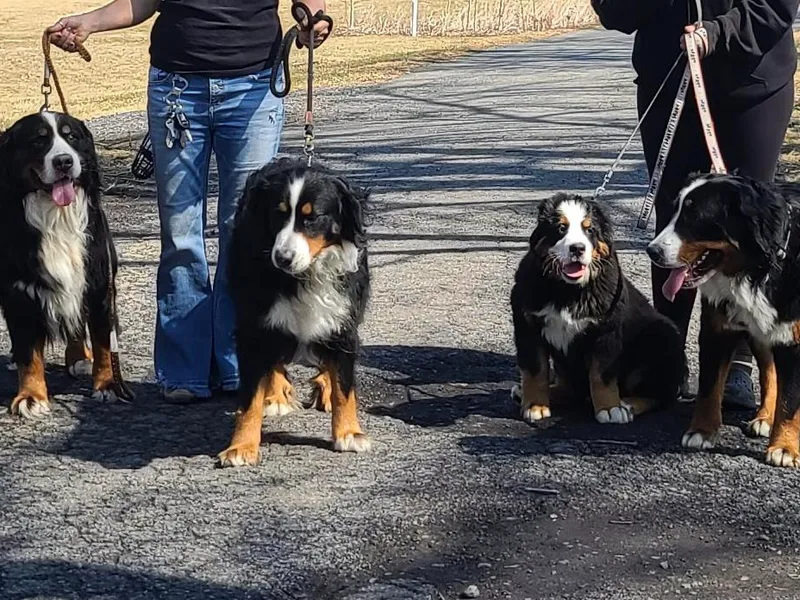 Champion Creek Kennel