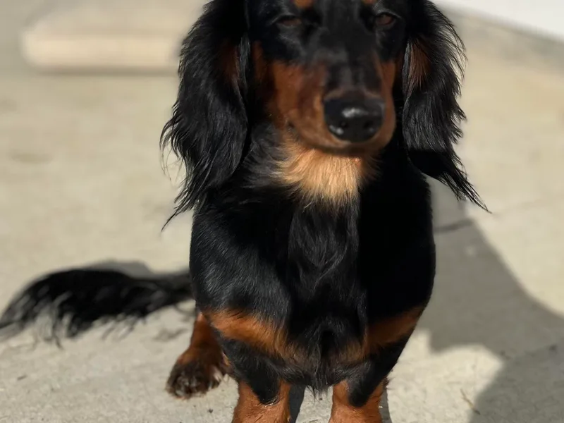 Champion Dachshunds