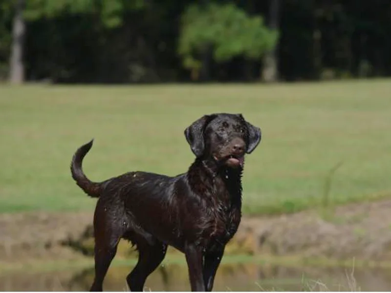 Champion Retrievers, Inc