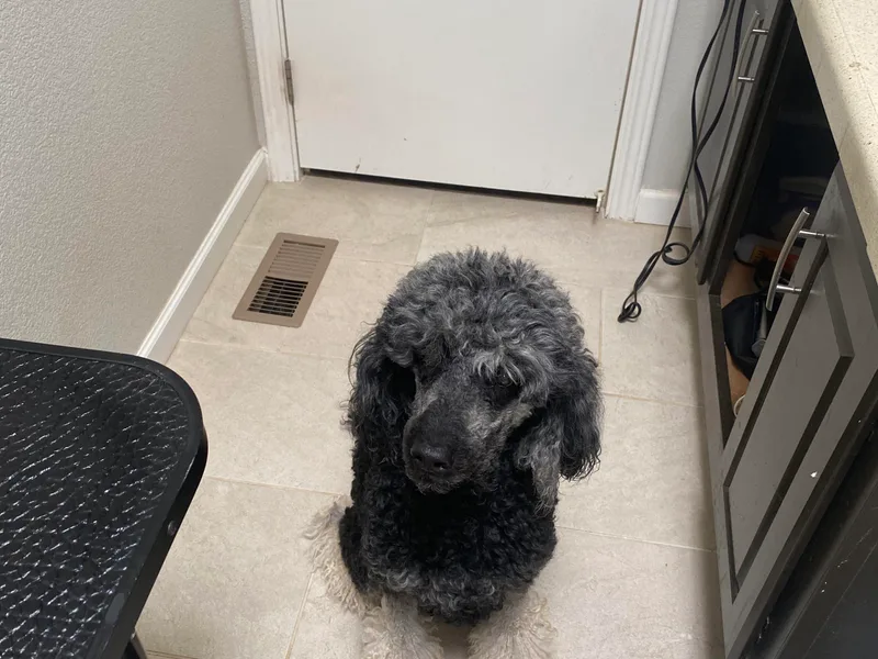 Champion Standard Poodle pups