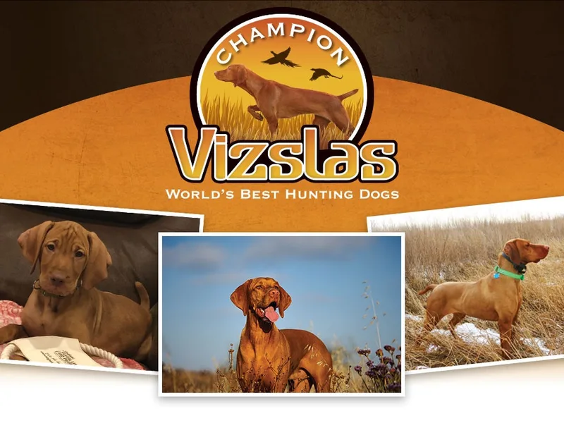 Champion Vizslas