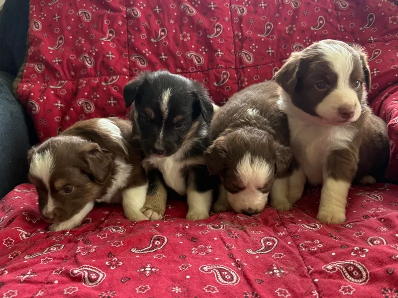 Chania's Australian Shepherds
